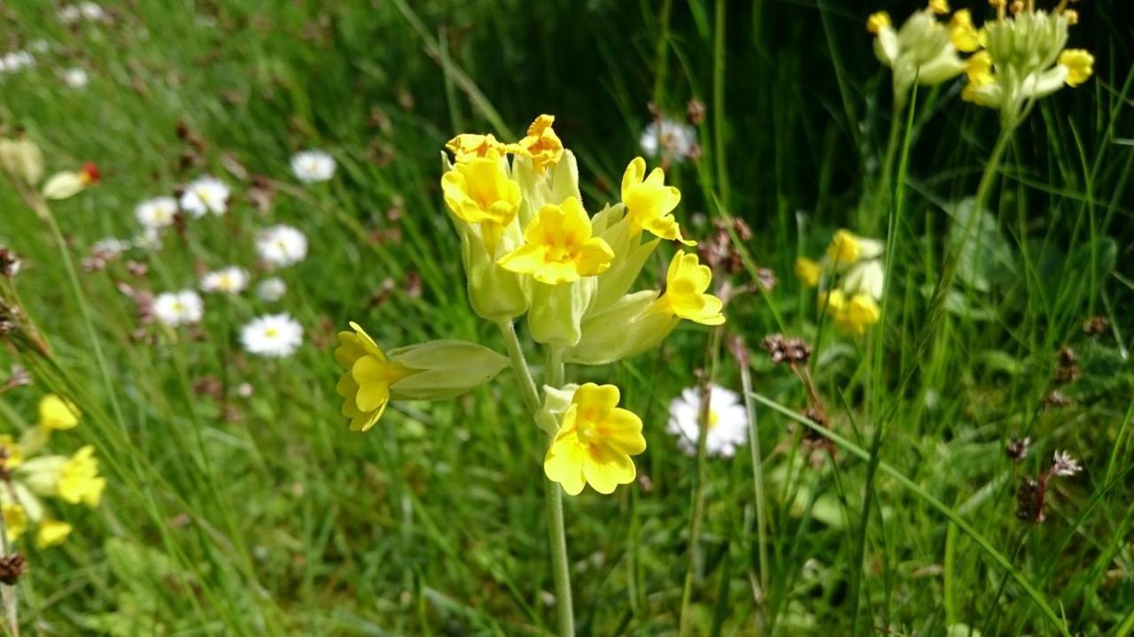 Oesterlencharm Löderup 外观 照片